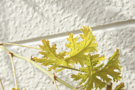 Rose geraniumの写真素材