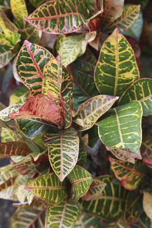 Crotonの写真素材