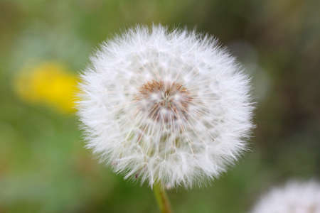 Dandelion fluffの写真素材