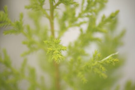 Coniferの写真素材