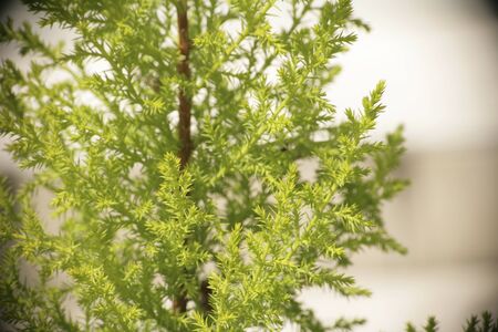 Conifer