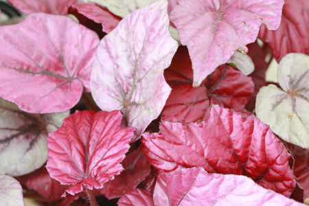 Begoniaのeditorial素材