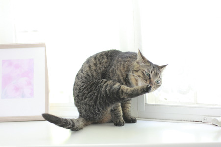 Windowsill catの写真素材