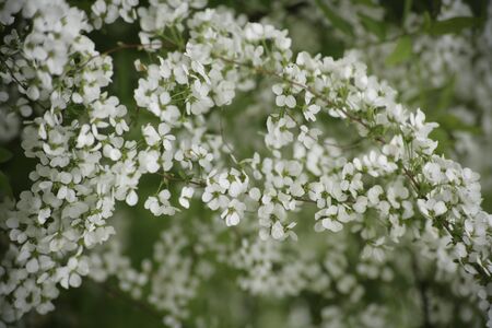 Spiraea thunbergiiの写真素材