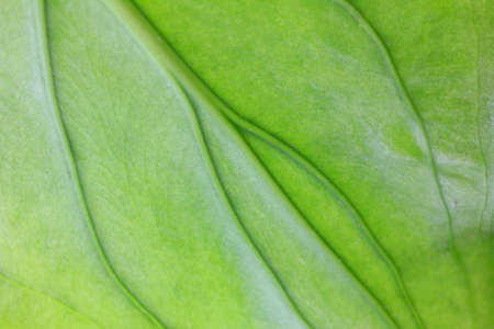 Alocasia leavesの写真素材