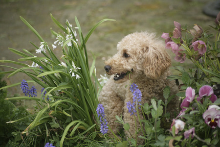 Garden of flowers and toy poodleの写真素材