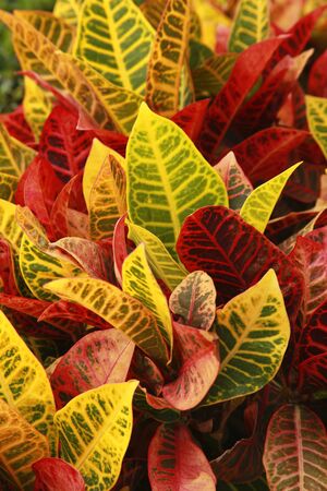 Croton