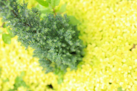Conifer and sedum