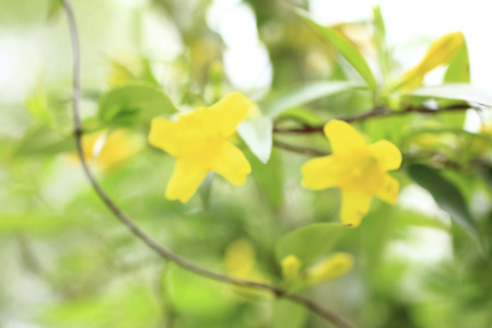 Carolina Jasmine