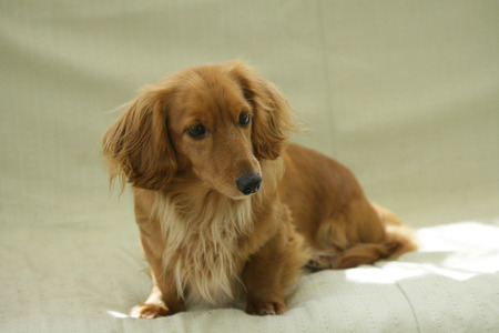 Miniature Dachshund on the couchの写真素材