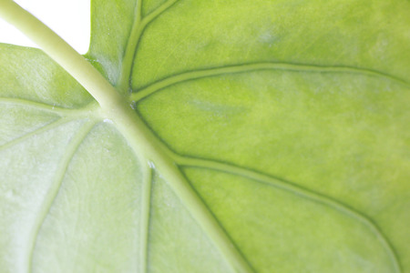 Alocasia leaves