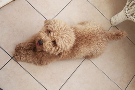 Toy poodle sitting on the floor tilesの写真素材