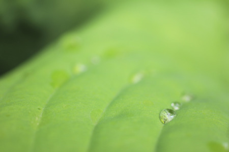 Hostaの写真素材