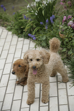 Toy poodle and miniature Dachshundの写真素材