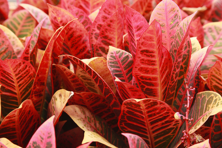 Crotonの写真素材