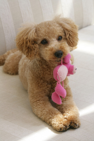 Toy Poodle playing with toysの写真素材