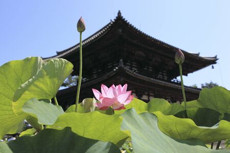 Lotus flower bloom Yoshimitsuteraの写真素材