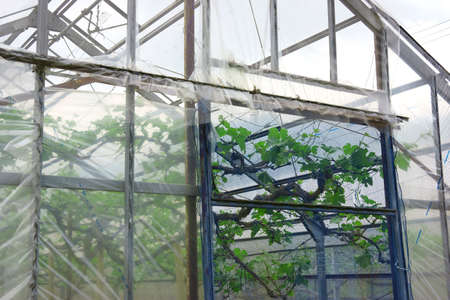 House cultivation of grapesの写真素材