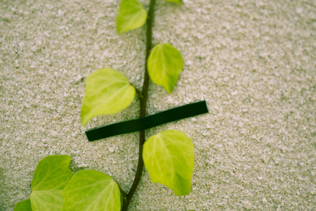 Discipline of ivy that the crawl on the wallの写真素材
