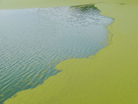 Algae pondの写真素材