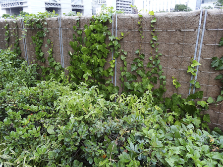 Curing net for the greening of the river bank protection