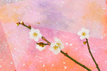 White plumの写真素材