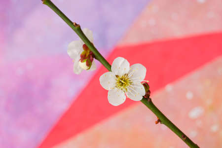 White plumの写真素材