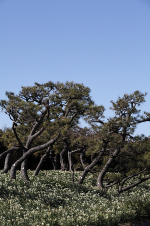 Narcissus and pineの写真素材