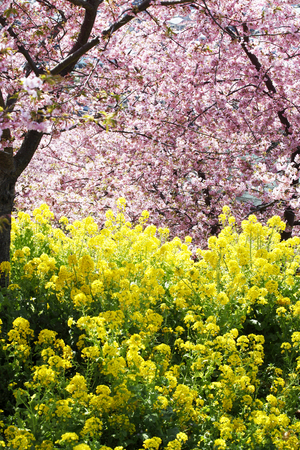 Kawazu cherry and rape blossomsの写真素材