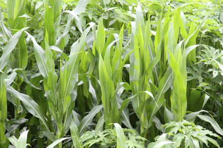 Corn
