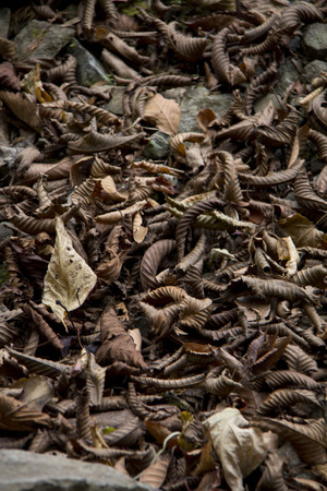 Fallen leavesの写真素材