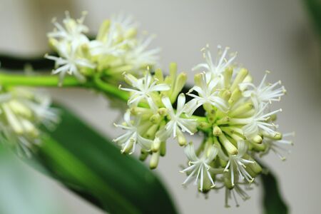 Tree flowering of happinessの写真素材