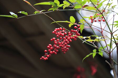 Nandina domesticaの写真素材