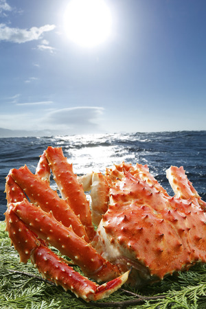 King crabの写真素材