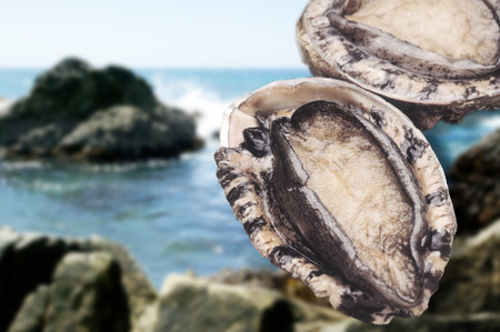 Abalone