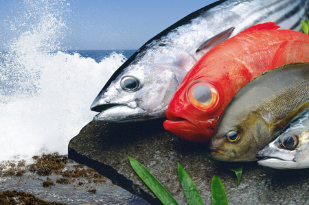 Fresh fishの写真素材