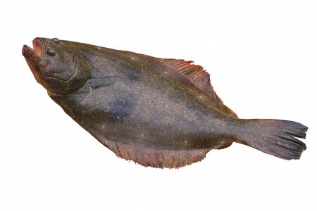 Japanese flounder Paralichthys olivaceusの写真素材