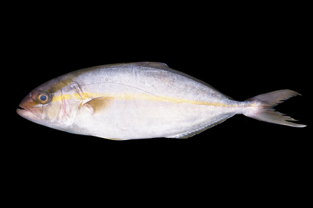 Greater amberjackの写真素材