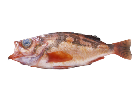 Scorpion fishの写真素材