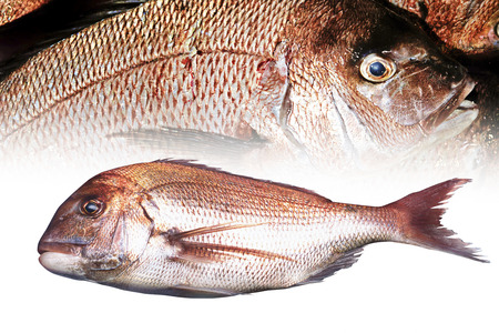 Red Snapperの写真素材