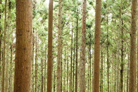 Cedar treesの写真素材