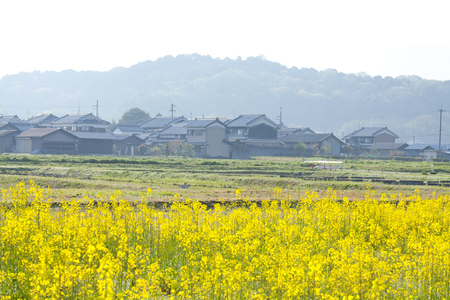 Heaven Kogu mountain and rape blossomsの写真素材