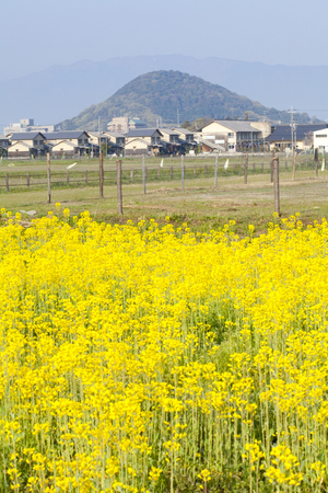 Miminariyama and rape blossomsの写真素材