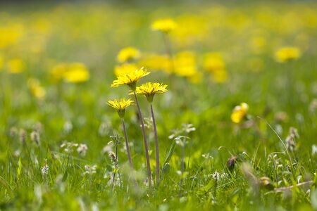 Dandelion