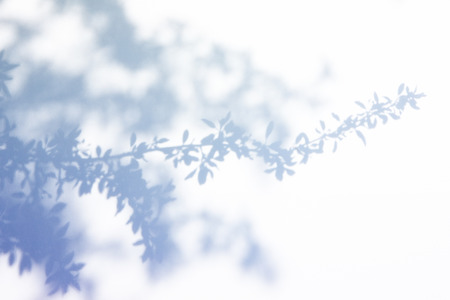 Leaf silhouetteの写真素材