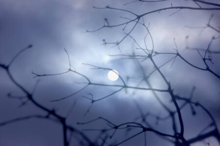 Silhouette and the moon of the branches of the treeの写真素材