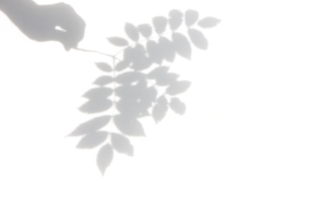Leaf silhouette
