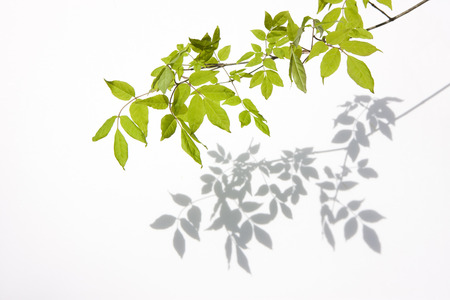 Fresh greenの写真素材