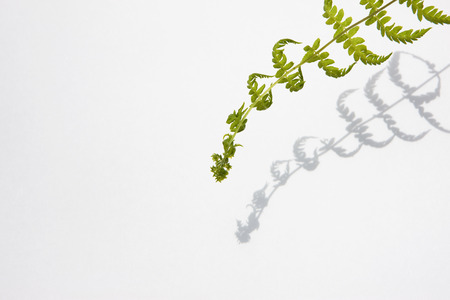 Fresh greenの写真素材