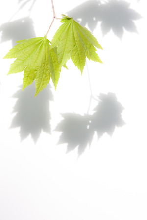 Fresh greenの写真素材